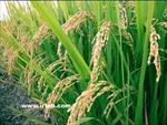 تحقیق-گیاه-شناسی-برنج