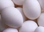 طرح-توجیهی-بسته-بندی-و-توزیع-تخم-مرغ