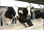 تحقیق-اصول-و-راه-کارهای-پرورش-گاو-شیری-و-گوساله