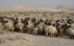 طرح-توجیهی-پرورش-100-راس-گوسفند