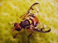 تحقیق مگس ميوه شرقي Oriental fruit fly