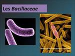تحقیق-خانواده-باسیلاسه-bacilaceae