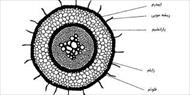 تحقیق ساختار سلول گیاهی