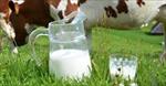 پاورپوینت-سلامت-شیر-از-تولید-تا-مصرف-و-اهمیت-تغذیه-ای-آن